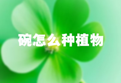 碗怎么种植物