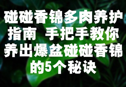 碰碰香锦多肉养护指南 手把手教你养出爆盆碰碰香锦的5个秘诀