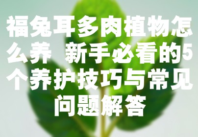 福兔耳多肉植物怎么养 新手必看的5个养护技巧与常见问题解答