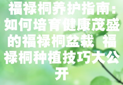 福禄桐养护指南：如何培育健康茂盛的福禄桐盆栽 福禄桐种植技巧大公开