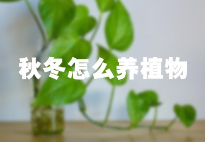 秋冬怎么养植物