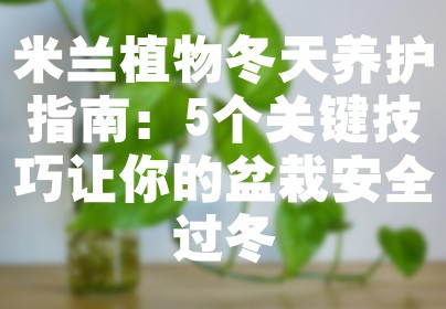 米兰植物冬天养护指南：5个关键技巧让你的盆栽安全过冬