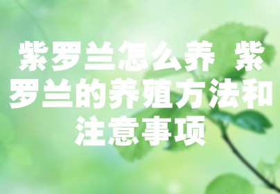 紫罗兰怎么养 紫罗兰的养殖方法和注意事项