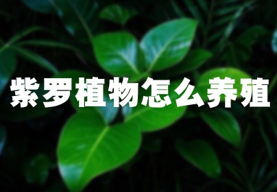 紫罗植物怎么养殖