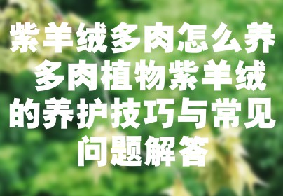 紫羊绒多肉怎么养 多肉植物紫羊绒的养护技巧与常见问题解答