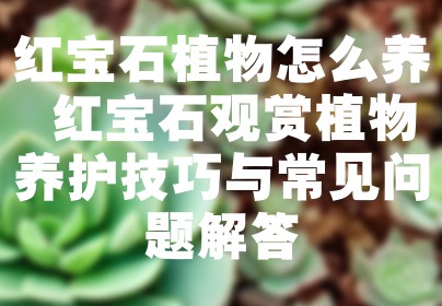 红宝石植物怎么养 红宝石观赏植物养护技巧与常见问题解答