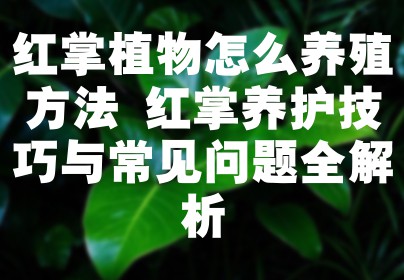 红掌植物怎么养殖方法 红掌养护技巧与常见问题全解析