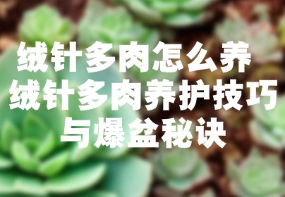 绒针多肉怎么养 绒针多肉养护技巧与爆盆秘诀