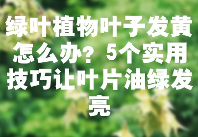 绿叶植物叶子发黄怎么办？5个实用技巧让叶片油绿发亮