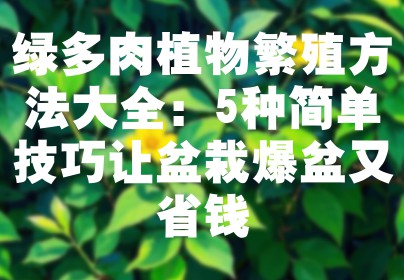 绿多肉植物繁殖方法大全：5种简单技巧让盆栽爆盆又省钱