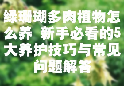绿珊瑚多肉植物怎么养 新手必看的5大养护技巧与常见问题解答