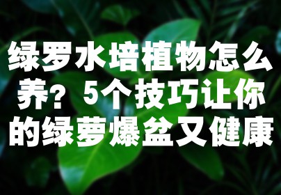 绿罗水培植物怎么养？5个技巧让你的绿萝爆盆又健康