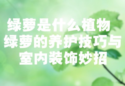 绿萝是什么植物 绿萝的养护技巧与室内装饰妙招