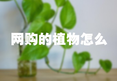 网购的植物怎么
