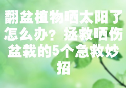翻盆植物晒太阳了怎么办？拯救晒伤盆栽的5个急救妙招