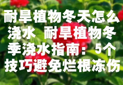 耐旱植物冬天怎么浇水 耐旱植物冬季浇水指南：5个技巧避免烂根冻伤