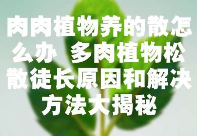 肉肉植物养的散怎么办 多肉植物松散徒长原因和解决方法大揭秘