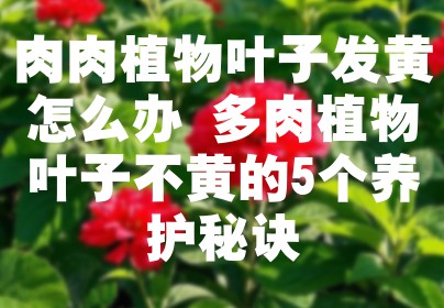 肉肉植物叶子发黄怎么办 多肉植物叶子不黄的5个养护秘诀