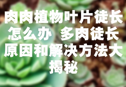肉肉植物叶片徒长怎么办 多肉徒长原因和解决方法大揭秘