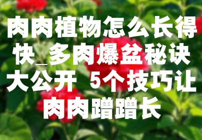 肉肉植物怎么长得快_多肉爆盆秘诀大公开 5个技巧让肉肉蹭蹭长