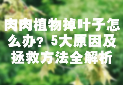 肉肉植物掉叶子怎么办？5大原因及拯救方法全解析
