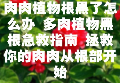 肉肉植物根黑了怎么办 多肉植物黑根急救指南 拯救你的肉肉从根部开始
