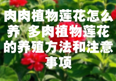 肉肉植物莲花怎么养 多肉植物莲花的养殖方法和注意事项