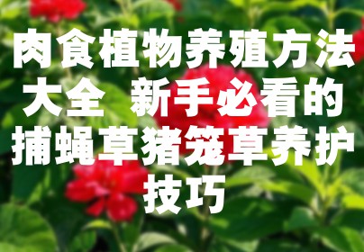 肉食植物养殖方法大全 新手必看的捕蝇草猪笼草养护技巧