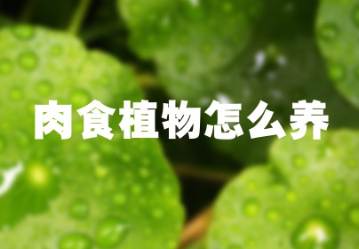 肉食植物怎么养