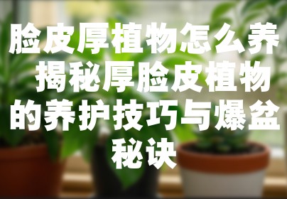 脸皮厚植物怎么养 揭秘厚脸皮植物的养护技巧与爆盆秘诀