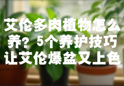 艾伦多肉植物怎么养？5个养护技巧让艾伦爆盆又上色