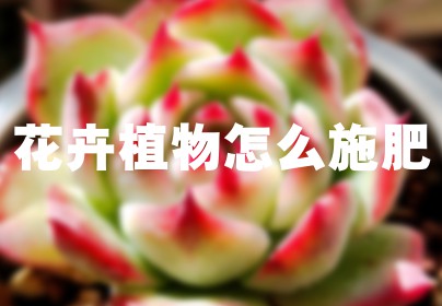 花卉植物怎么施肥