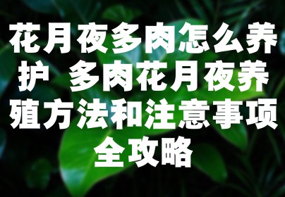 花月夜多肉怎么养护 多肉花月夜养殖方法和注意事项全攻略