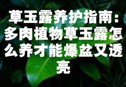 草玉露养护指南：多肉植物草玉露怎么养才能爆盆又透亮