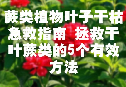 蕨类植物叶子干枯急救指南 拯救干叶蕨类的5个有效方法