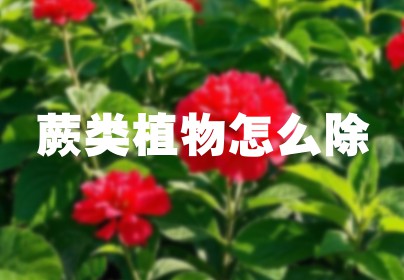 蕨类植物怎么除