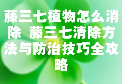 藤三七植物怎么消除 藤三七清除方法与防治技巧全攻略