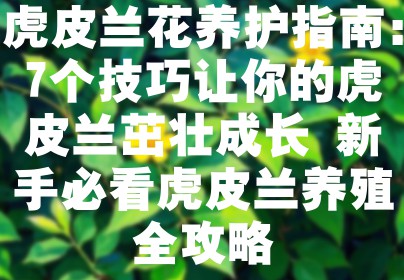 虎皮兰花养护指南：7个技巧让你的虎皮兰茁壮成长 新手必看虎皮兰养殖全攻略