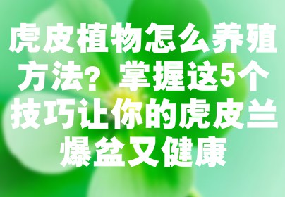 虎皮植物怎么养殖方法？掌握这5个技巧让你的虎皮兰爆盆又健康
