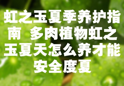 虹之玉夏季养护指南 多肉植物虹之玉夏天怎么养才能安全度夏