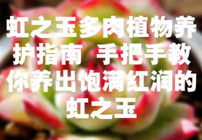 虹之玉多肉植物养护指南 手把手教你养出饱满红润的虹之玉