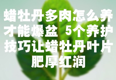 蜡牡丹多肉怎么养才能爆盆 5个养护技巧让蜡牡丹叶片肥厚红润