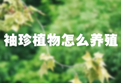 袖珍植物怎么养殖