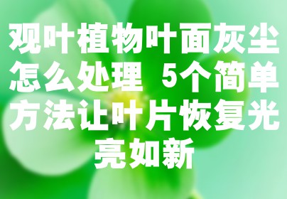 观叶植物叶面灰尘怎么处理 5个简单方法让叶片恢复光亮如新