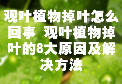 观叶植物掉叶怎么回事 观叶植物掉叶的8大原因及解决方法