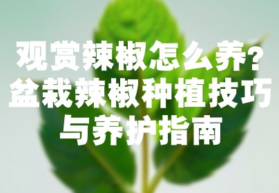 观赏辣椒怎么养？盆栽辣椒种植技巧与养护指南
