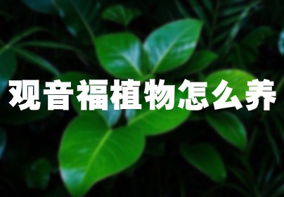 观音福植物怎么养