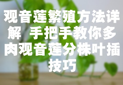 观音莲繁殖方法详解 手把手教你多肉观音莲分株叶插技巧