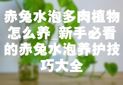 赤兔水泡多肉植物怎么养_新手必看的赤兔水泡养护技巧大全