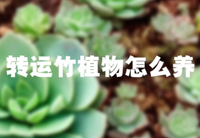 转运竹植物怎么养